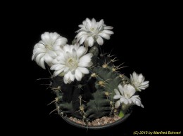 Gymnocalycium anisitsii 231